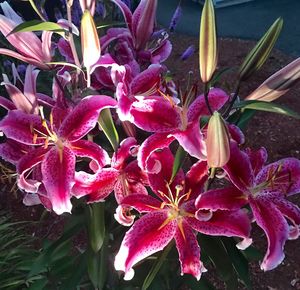 Close-up of day lily blooming outdoors