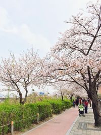 Cherry blossom tree against sky