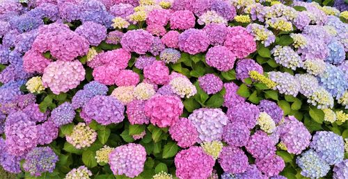 Close-up of pink hydrangea