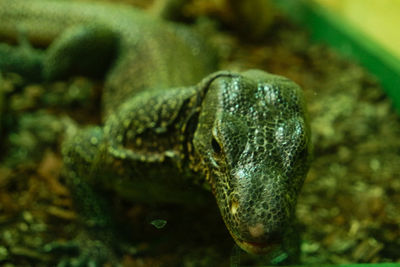 Close-up of a turtle in the sea