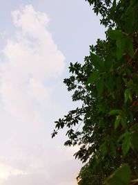Low angle view of tree against sky