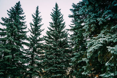 Low angle view of trees