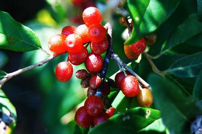 Close-up of berries growing on tree