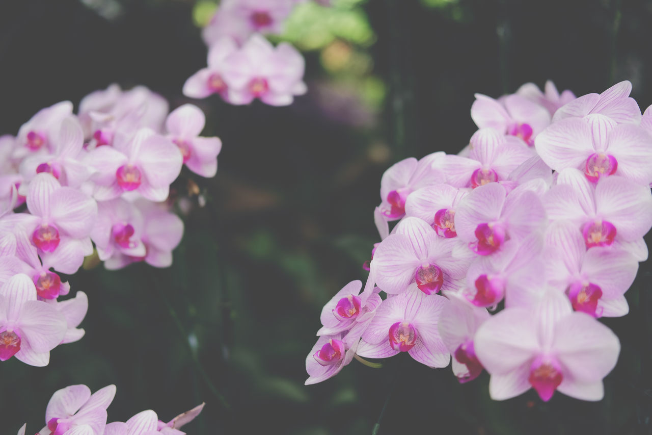 CLOSE-UP OF PINK CHERRY BLOSSOM OUTDOORS