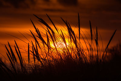 Silhouette plants on field against romantic sky at sunset marram grass
