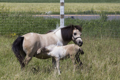 Foal feeding from sturdy beige and white miniature mare standing in grass