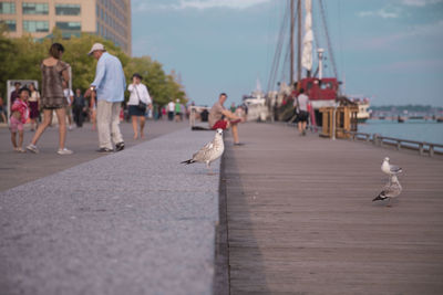 Seagulls perching on sidewalk in city against sky