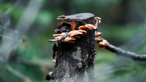 Close-up of mushroom growing on tree trunk