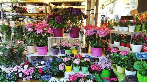 Various flowers for sale in store