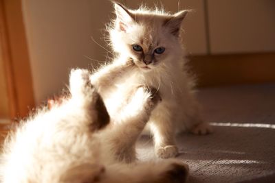 Cats playing on rug at home