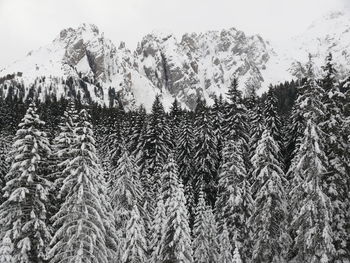 Pine trees on snowcapped mountains against sky