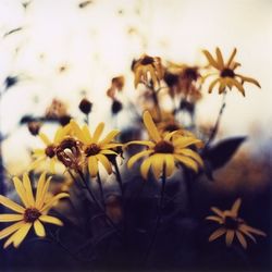 Close-up of yellow flower