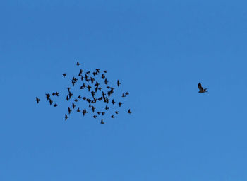 Low angle view of birds flying in sky