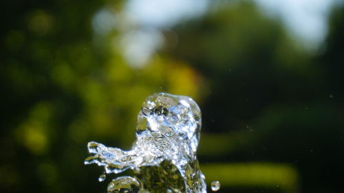 Close-up of water splashing on plant