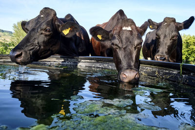 High angle view of cow in lake