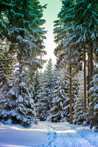 Snow covered pine trees in forest