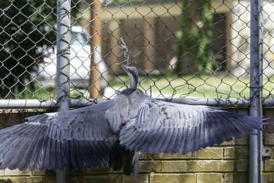 Close-up of eagle perching on metal fence at zoo