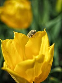 Close-up of bee pollinating on yellow flower