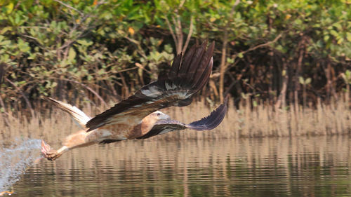 Bird flying over water