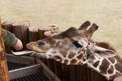 Giraffe sticks out tongue for human hand to put food on