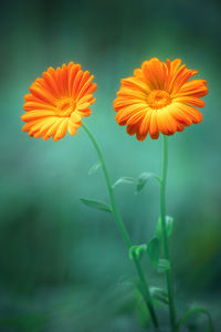 Close-up of orange flowering plant