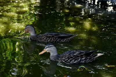 Bird swimming in lake