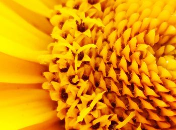 Full frame shot of yellow flower