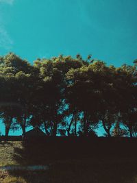 Low angle view of trees in forest against clear sky