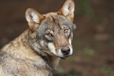 Close-up portrait of wolf