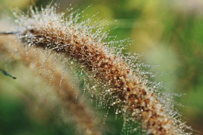 Close-up of wet plant