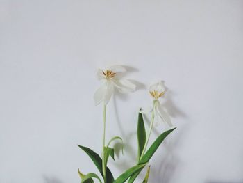 Close-up of white flowers