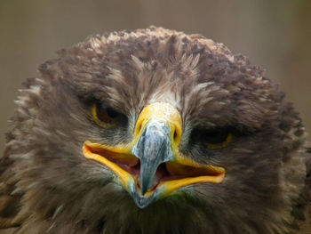 Close-up portrait of eagle