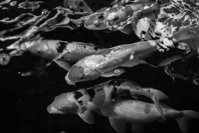 Close-up of koi fish in sea