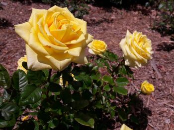 High angle view of yellow rose roses