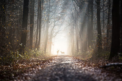 Road amidst trees in forest during autumn