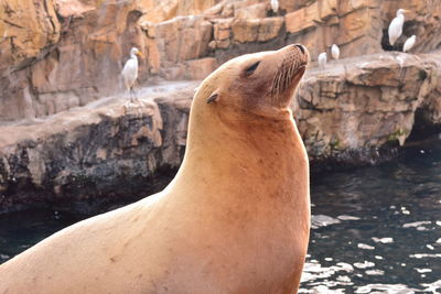High angle view of sea lion