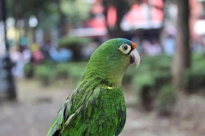 Close-up of parrot perching