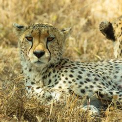 Portrait of a cheetah on field