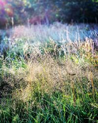 Close-up of grass growing on field