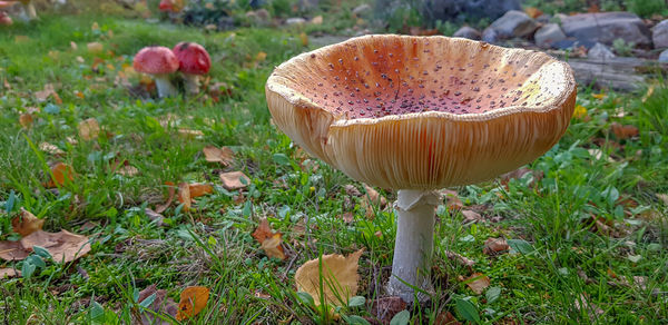 Close-up of mushroom growing on field