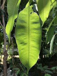 Close-up of fresh green leaves