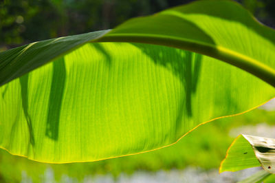 Close-up of green leaves