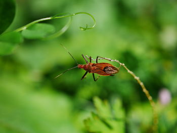 Close-up of insect on leaf