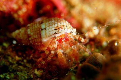 Close-up of crab on sea