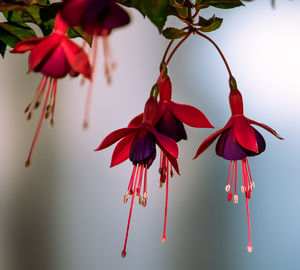 Close-up of red flowering plant