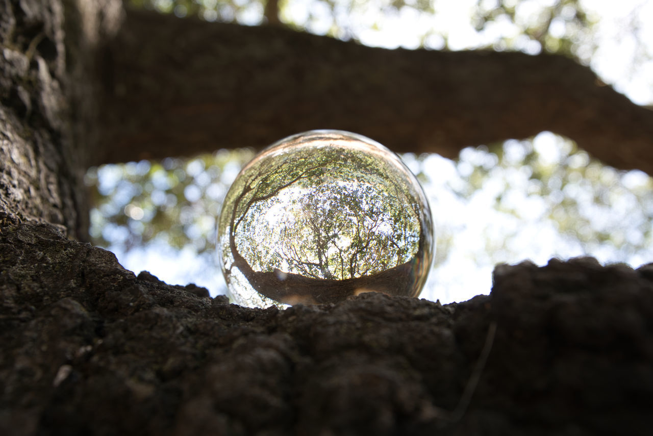 LOW ANGLE VIEW OF TREE