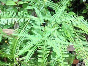 Full frame shot of fern leaves