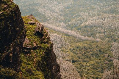 High angle view of forest