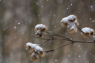 Frozen flowers of agrimony in winter with frozen ice crystals.