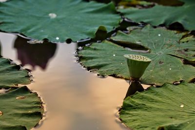 Close-up of lotus water lily in lake